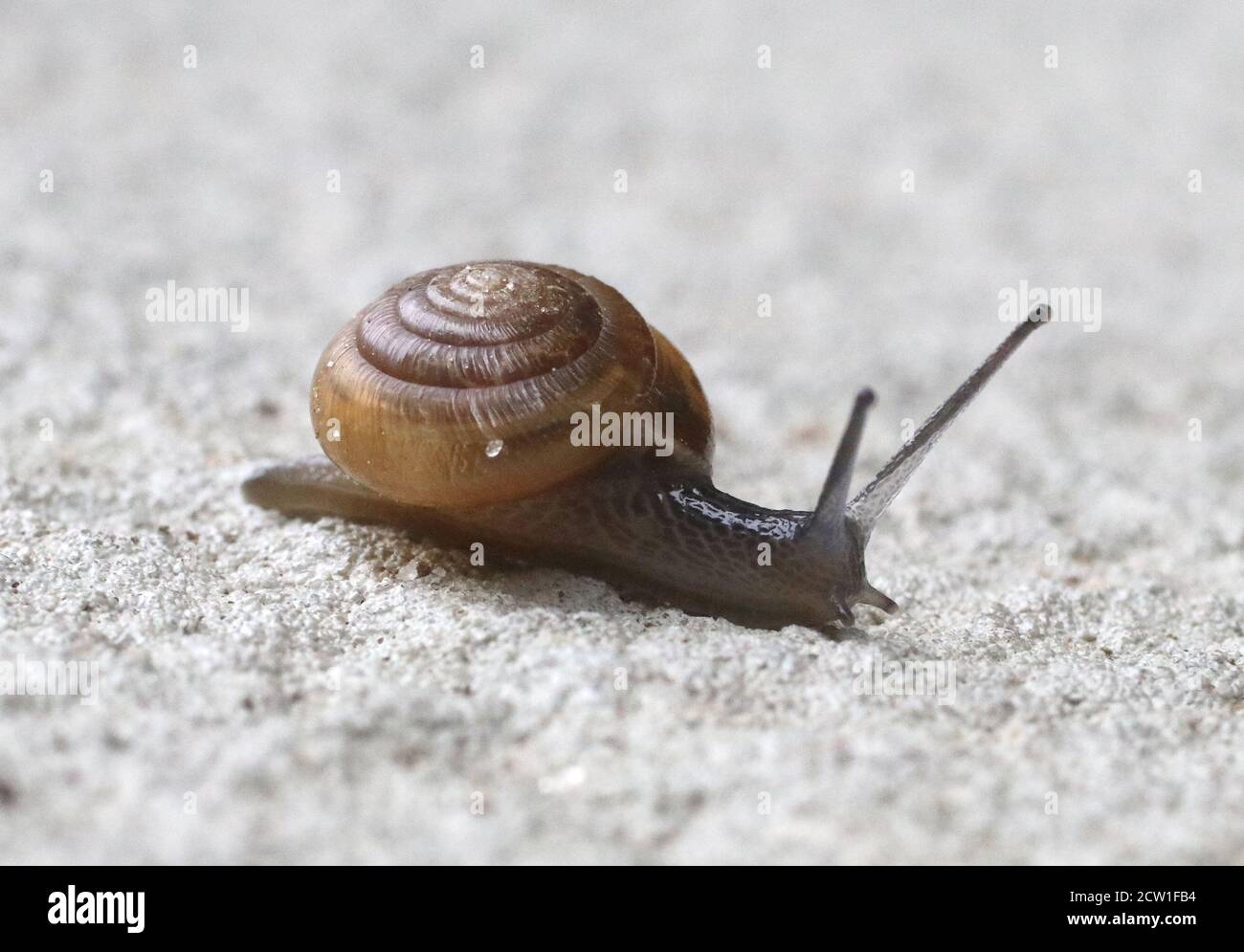 Cary, North Carolina, USA. 26th Sep, 2020. A dimesized land snail
