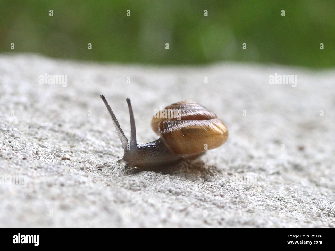 Cary, North Carolina, USA. 26th Sep, 2020. A dimesized land snail