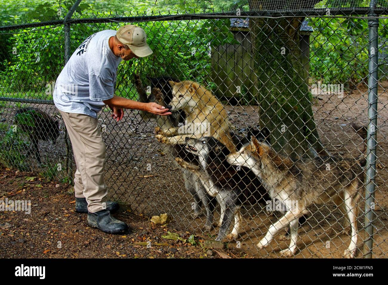 man feeding wolves, staff, cyclone fence, wildlife, rescued animal