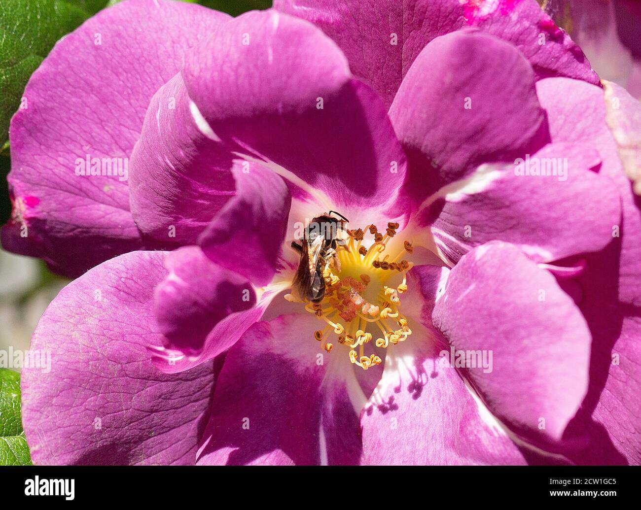 Yellow and purple rose hi-res stock photography and images - Alamy