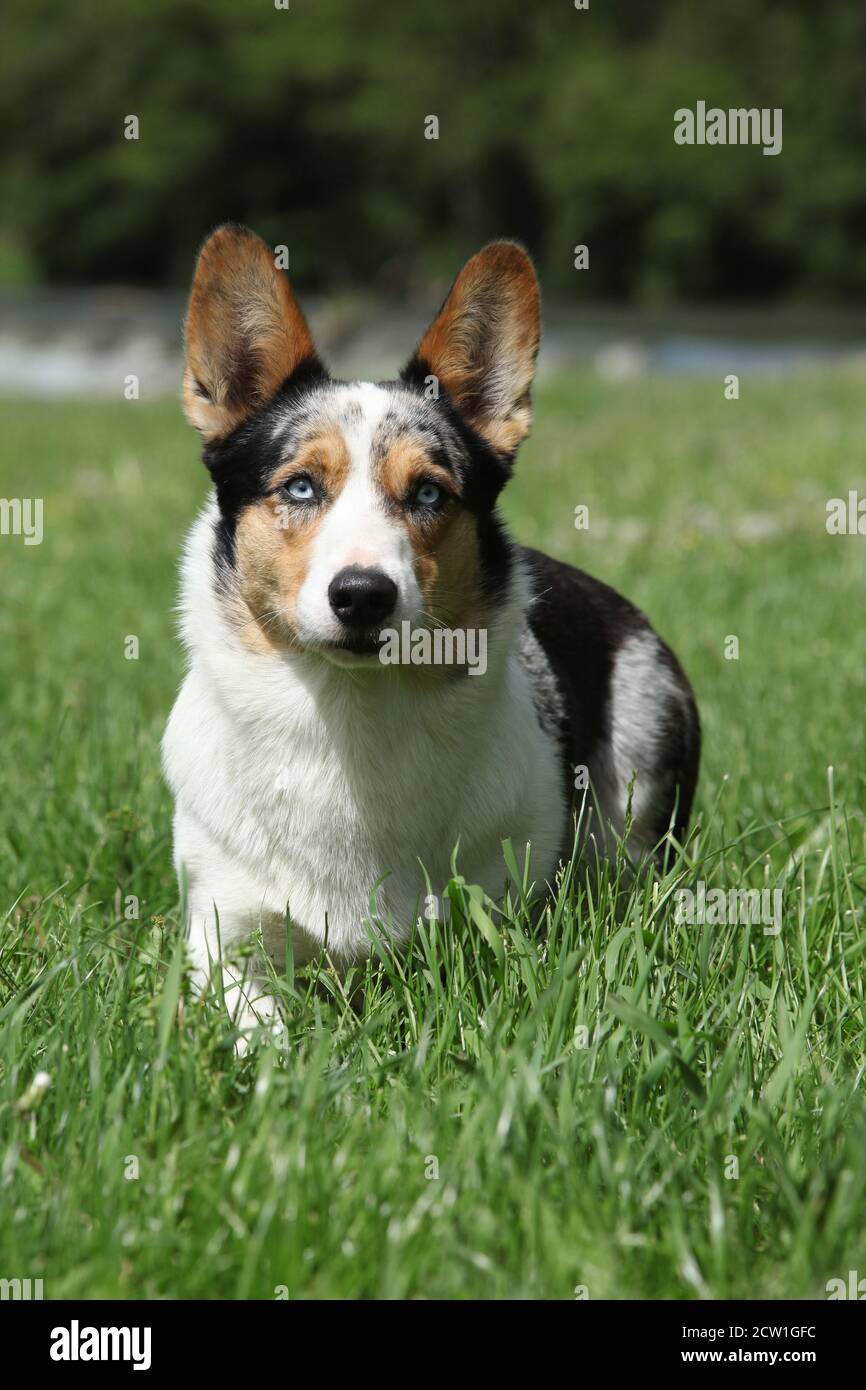 Cardigan welsh corgi hi-res stock photography and images - Alamy