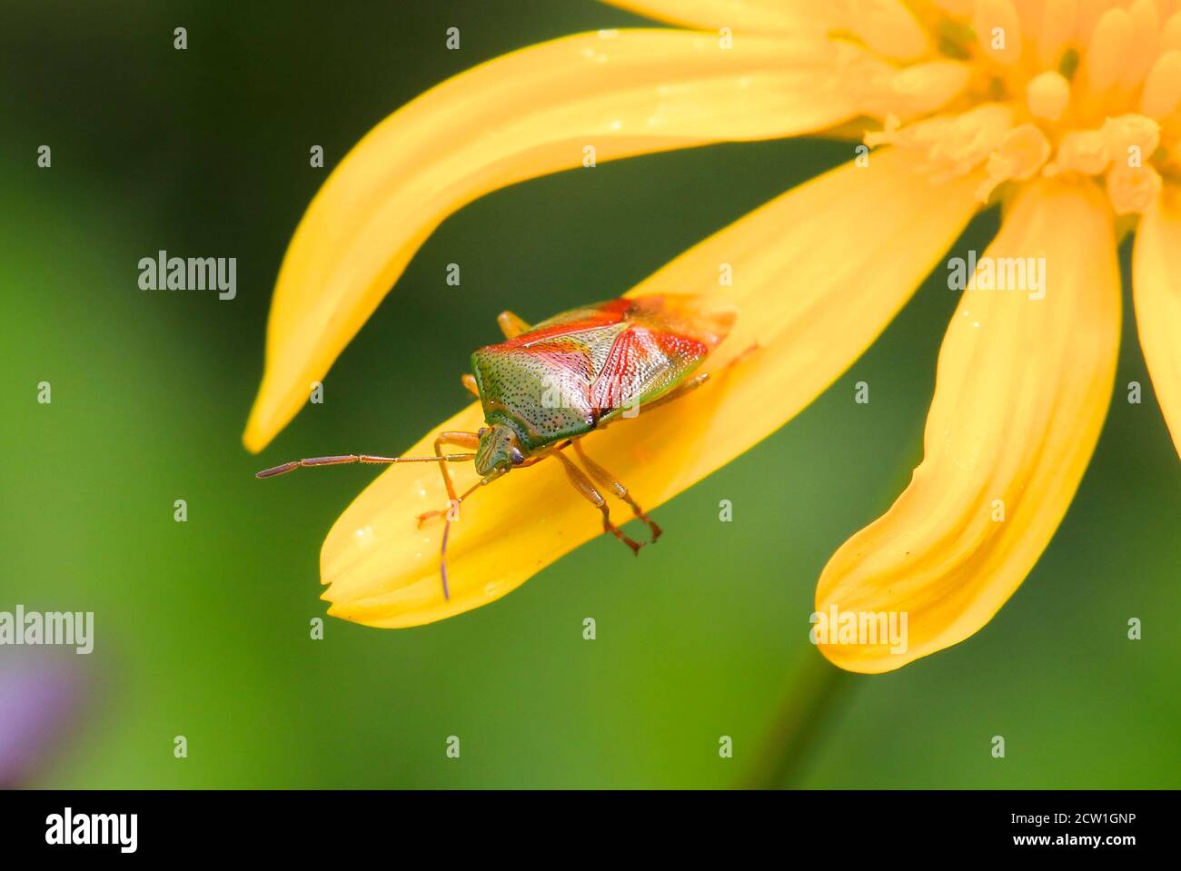 Close Up Shield Bug High Resolution Stock Photography and Images - Alamy