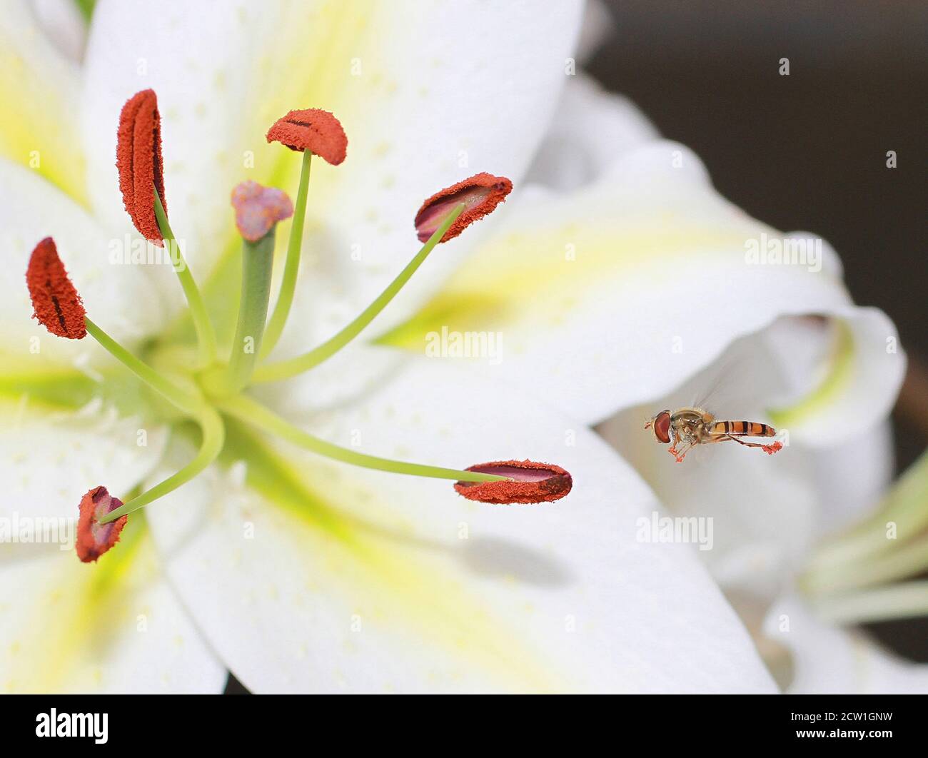 Pollen in the air hi-res stock photography and images - Alamy