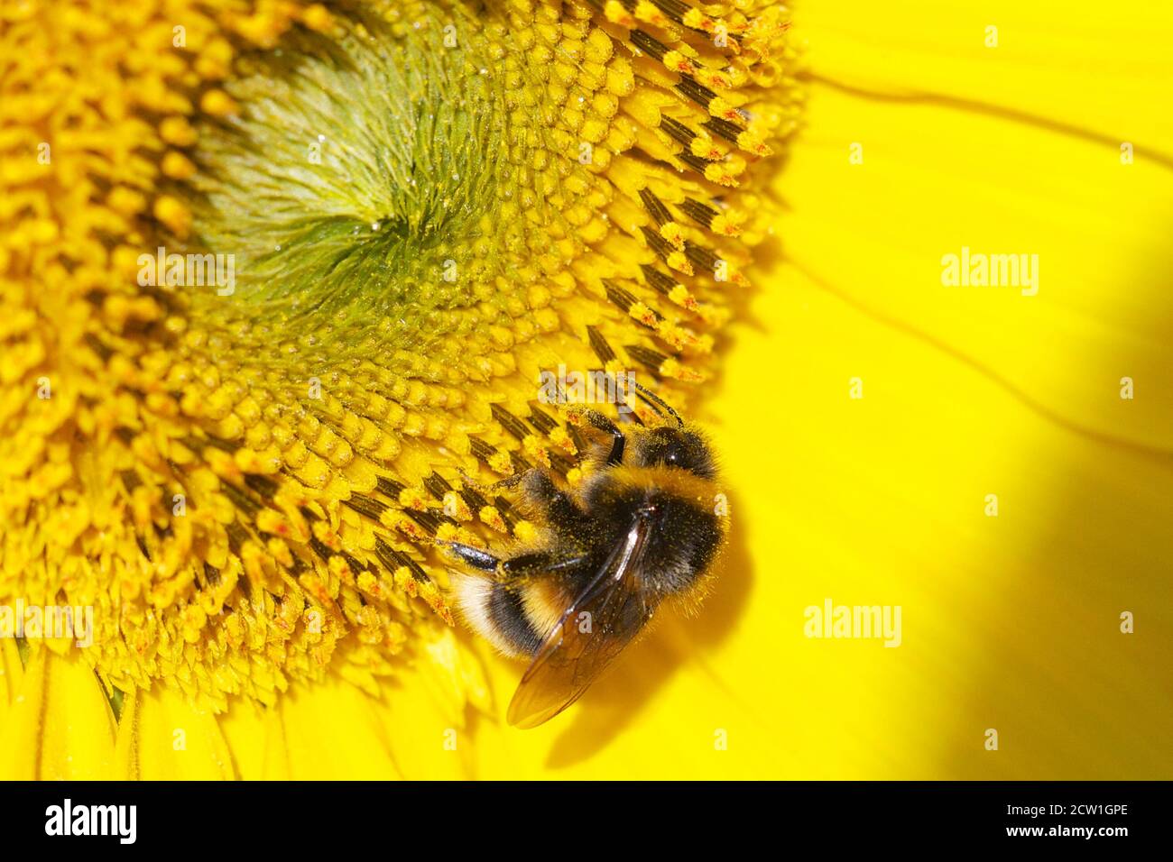 Nectar feeding proboscis of bee hi-res stock photography and images - Alamy
