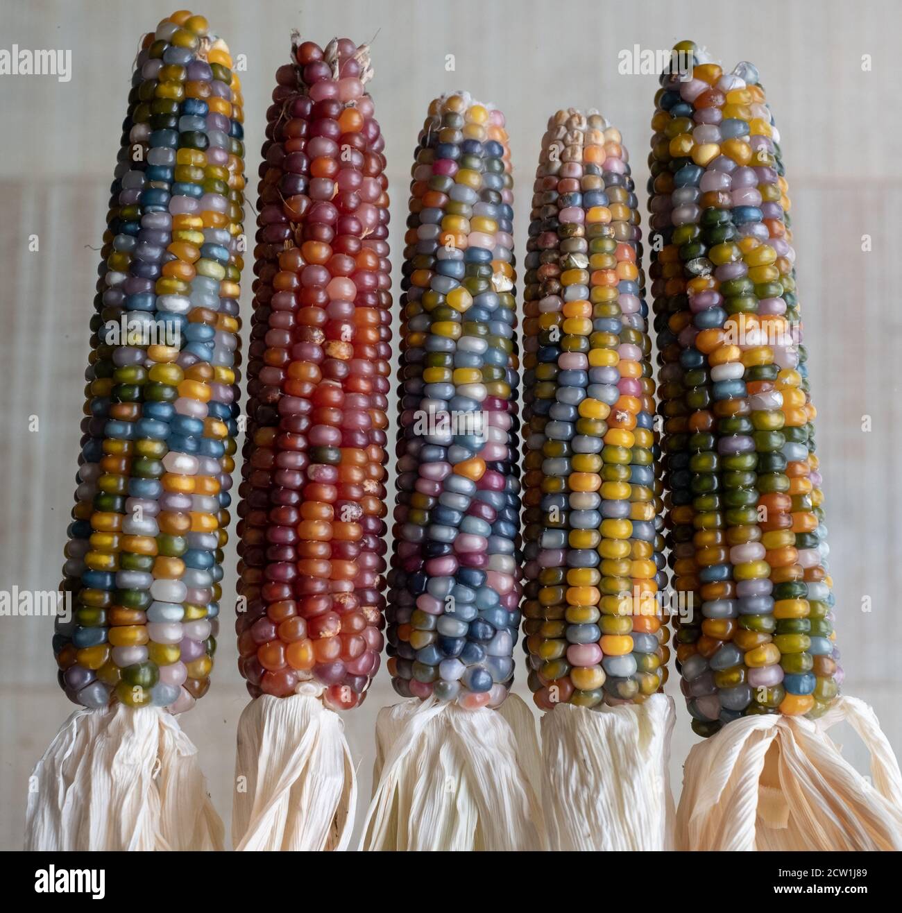 Zea Mays glass gem corn on the cob with multicoloured kernels, grown on