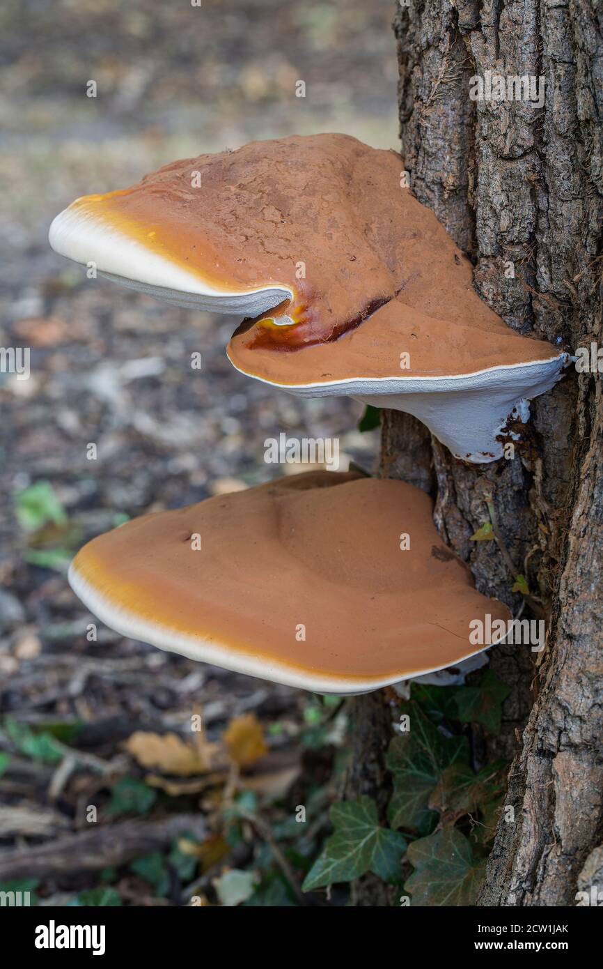 Shaggy Bracket Fungi Inonotus hispidus Stock Photo