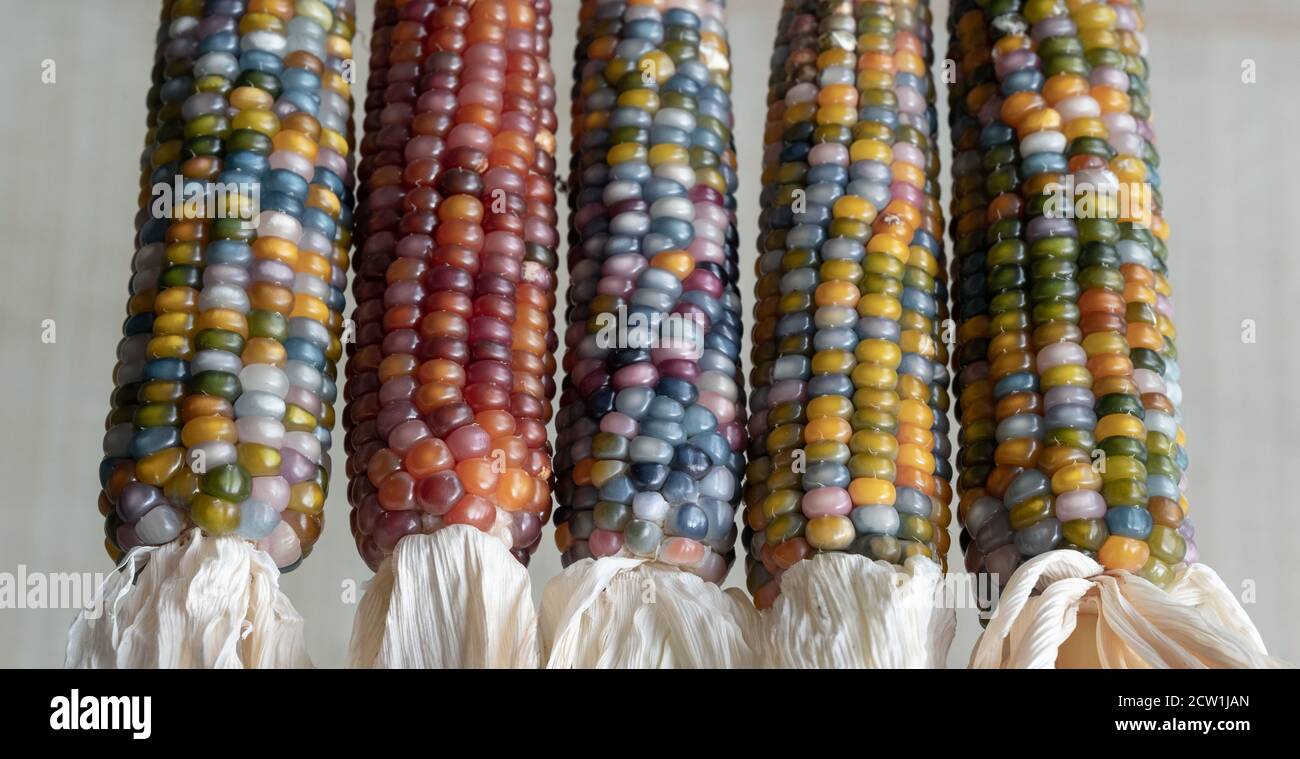 Glass gem corn hires stock photography and images Alamy