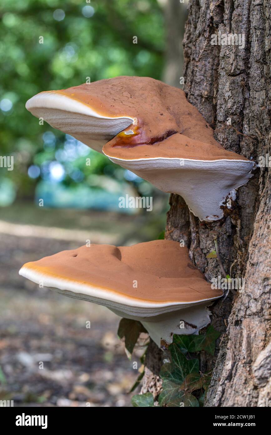 Shaggy Bracket Fungi Inonotus hispidus Stock Photo