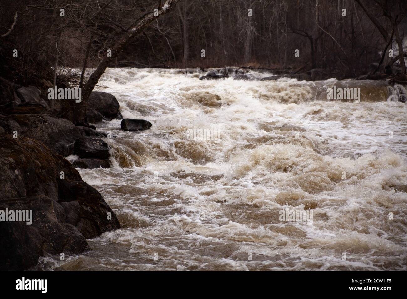 The rapid mountain river during a flood, woods, and rocks on both banks; landscape in dark colors on a gloomy day. Stock Photo