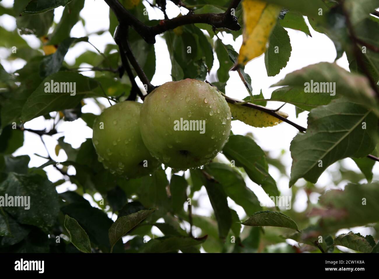 Green apples ripen on trees in the garden Stock Photo - Alamy