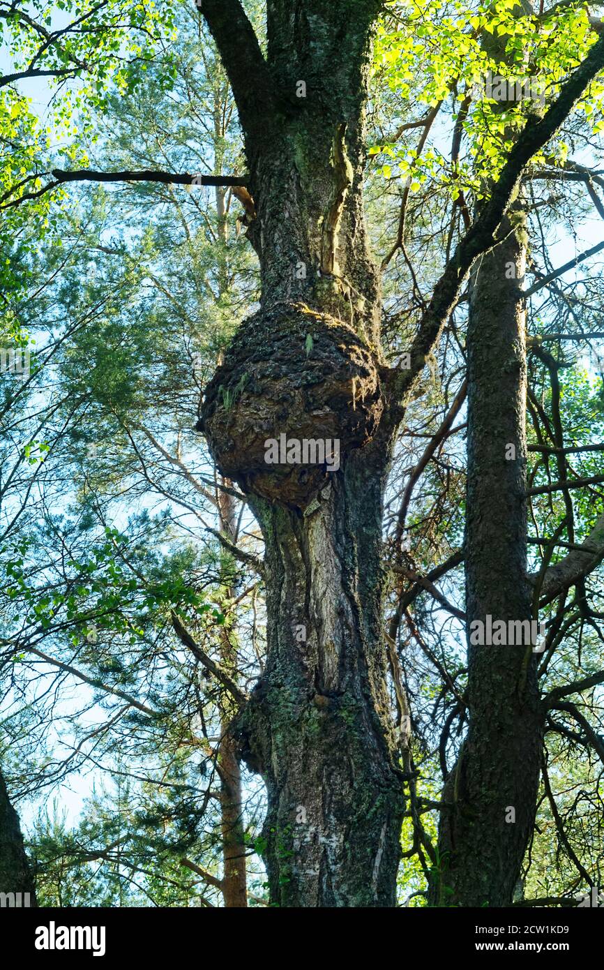 Cap (capotorti) knot on tree with deformed directions of growth of wood ...