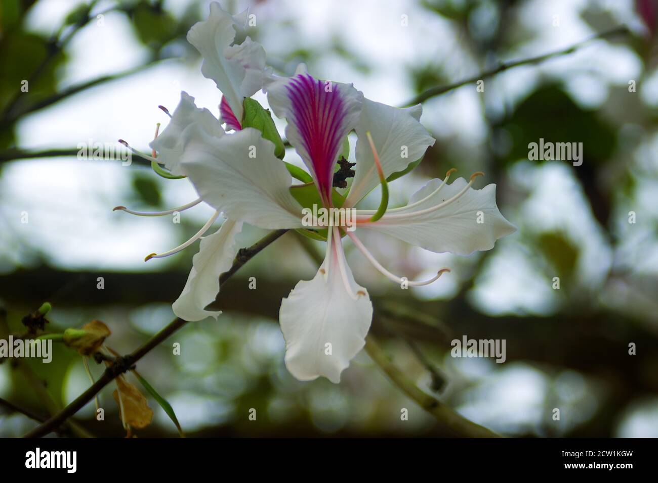 Bauhinia or Orchid tree is actively used in many preparations of traditional Asian medicine. Flowers close up in spring in Southeast Asia Stock Photo