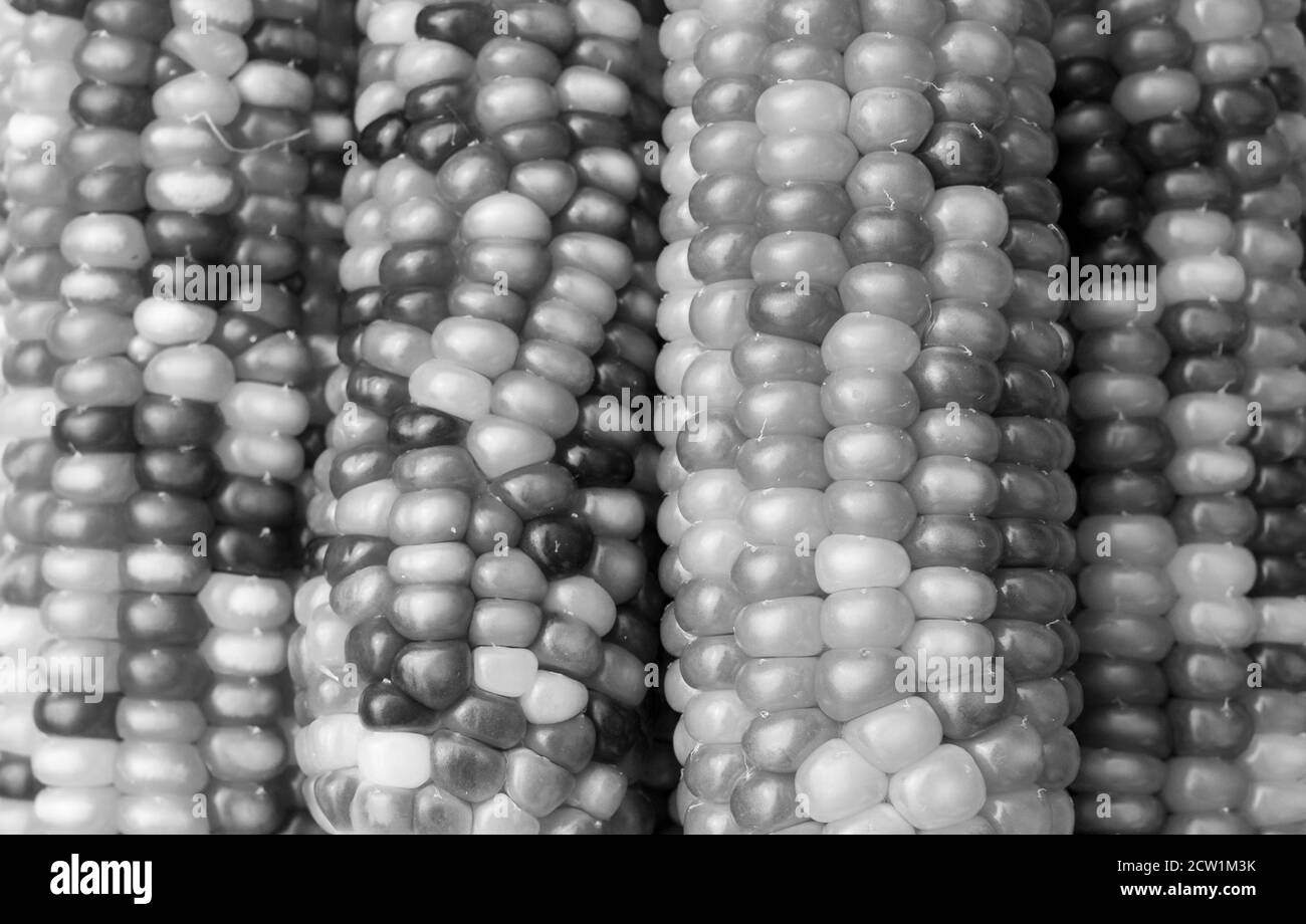 Zea Mays glass gem corn on the cob with multicoloured kernels, grown on