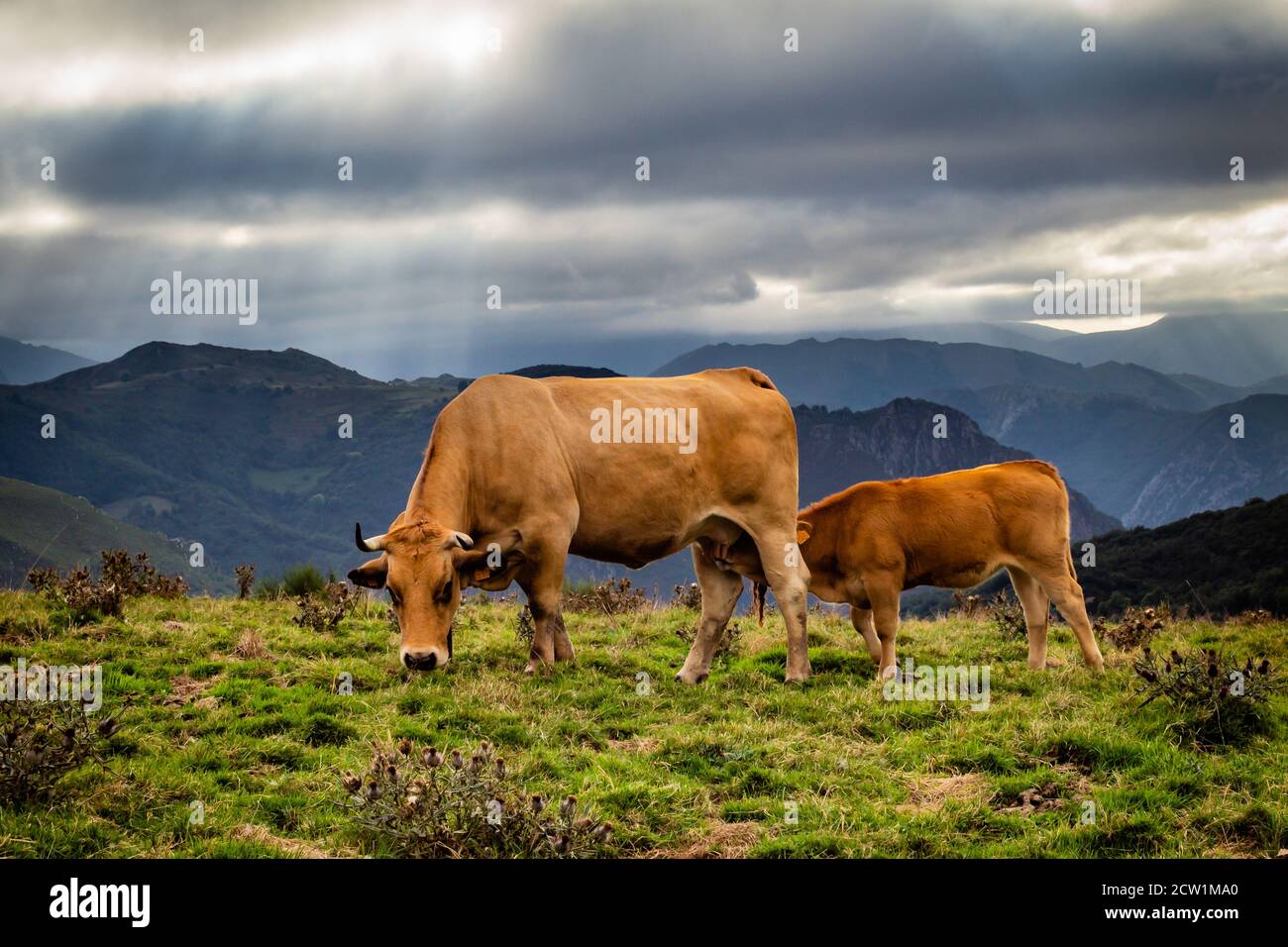 Calf grazing on a mountain hi-res stock photography and images - Alamy