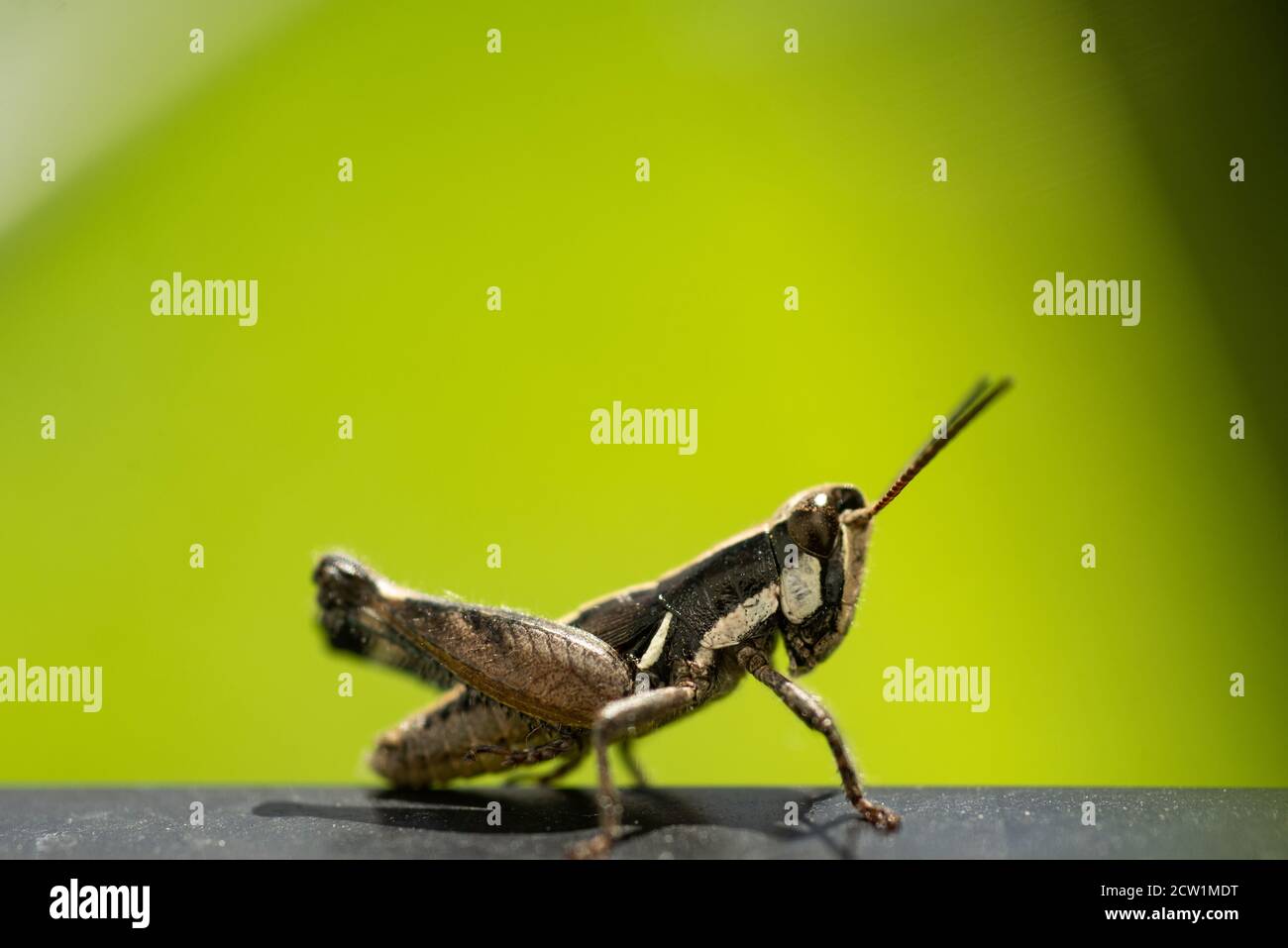 Macro close up of a colorful Mexican grasshopper details, selective focus Stock Photo