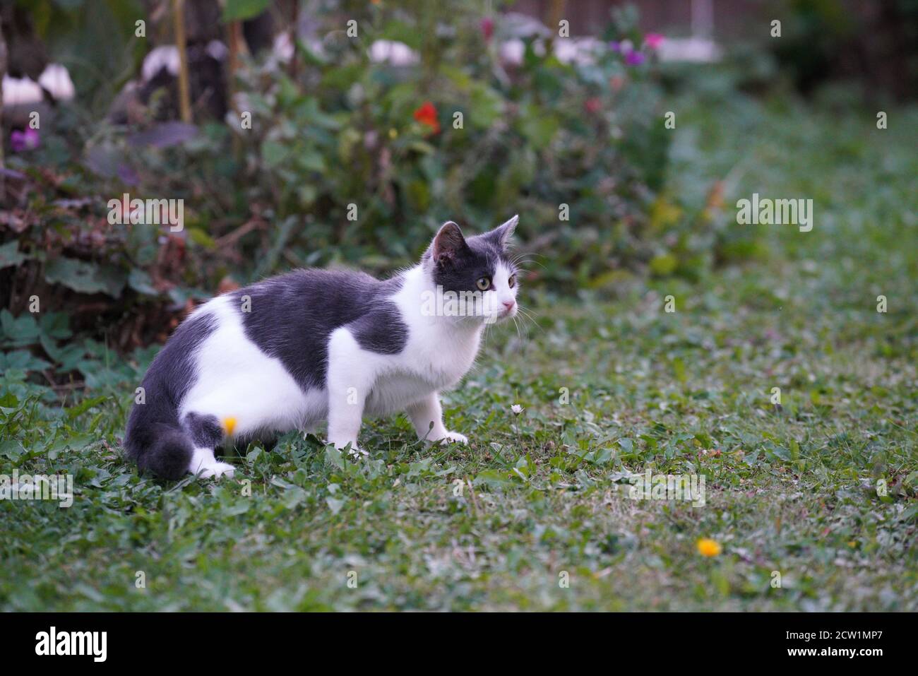 Gray fluffy cat in the garden during the daytime Stock Photo - Alamy