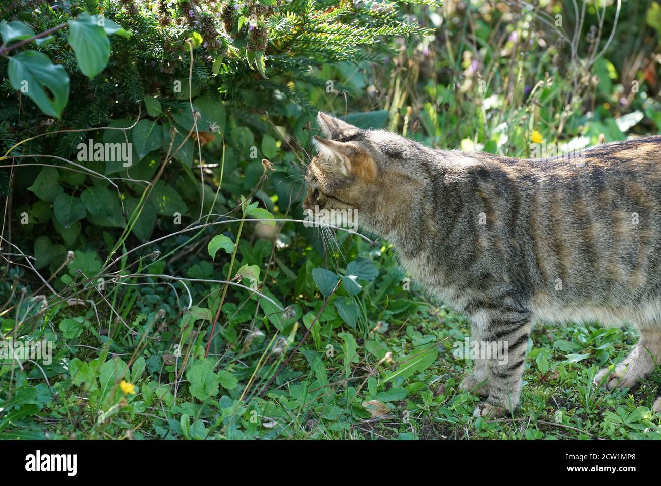 Gray fluffy cat in the garden during the daytime Stock Photo - Alamy