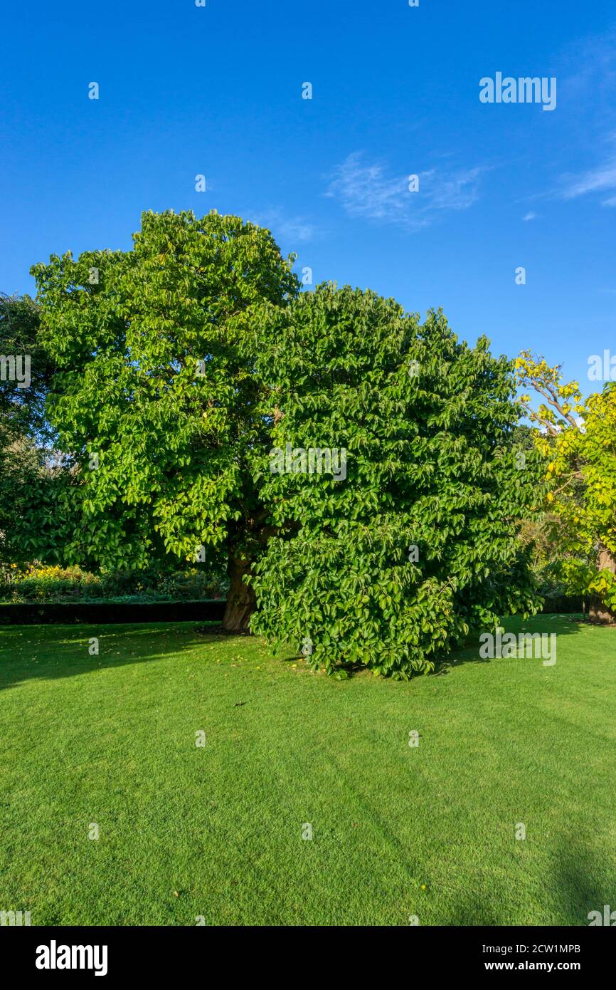 King James I black mulberry tree, Morus nigra, originated from cuttings from a single 17th century tree in what became the Chelsea Physic Garden. Stock Photo