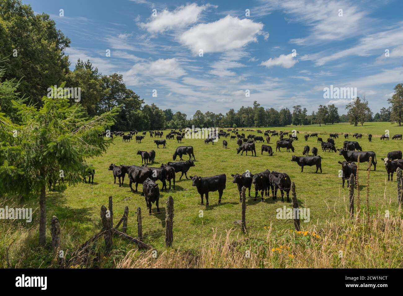 Black cattle in a pasture while grazing near Puyehue, Los Lagos, Chile Stock Photo