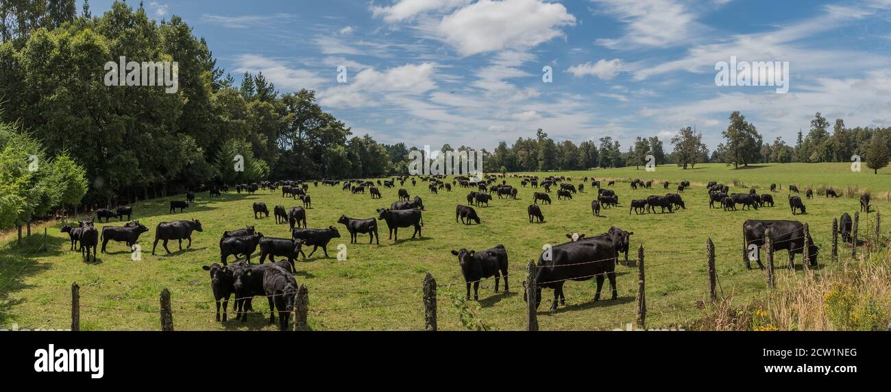 Black cattle in a pasture while grazing near Puyehue, Los Lagos, Chile Stock Photo