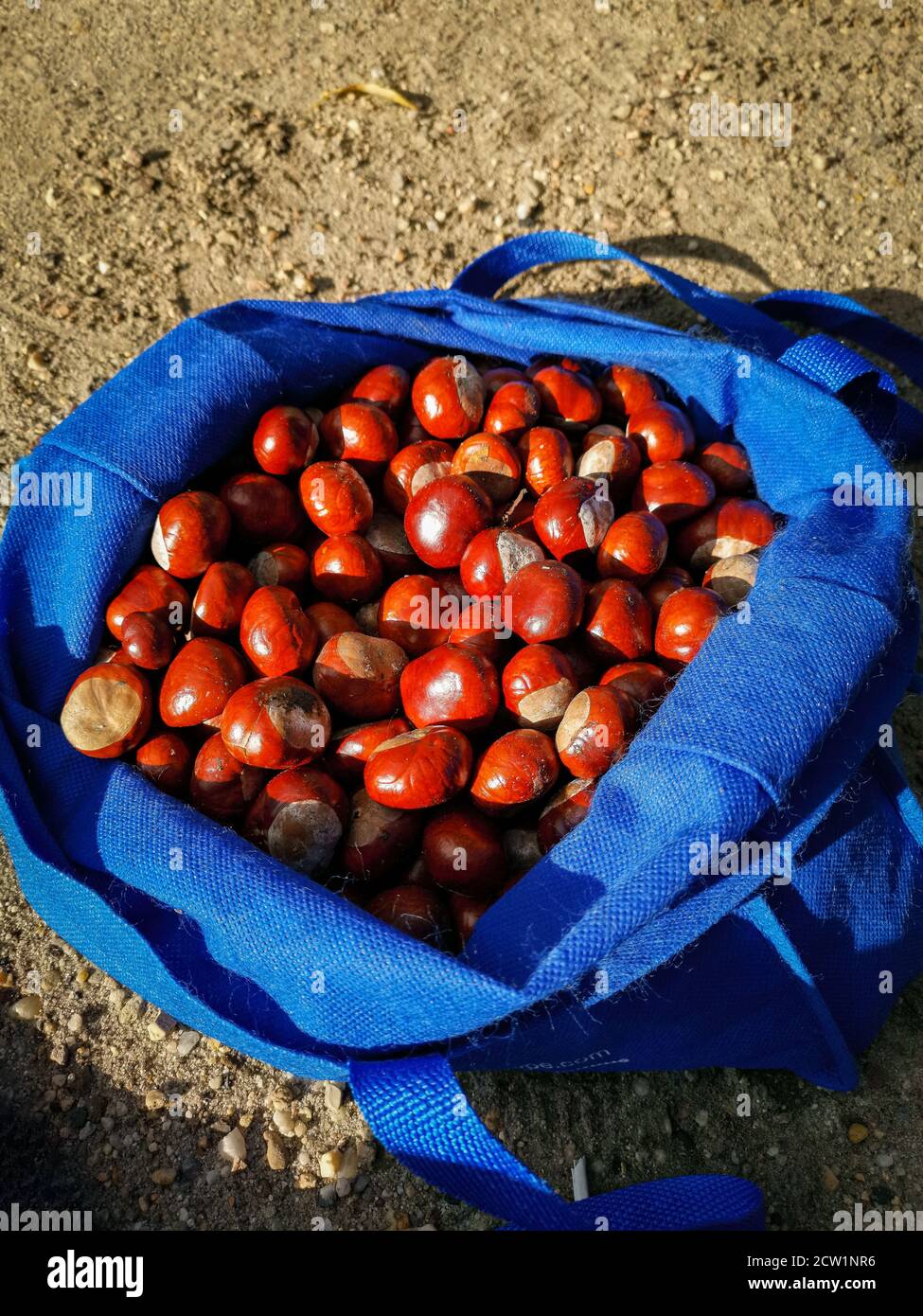 Chestnut Full Sack Photography Bag Autumnal Piled Auburn Seasonal   Chestnut Full Sack Photography Bag Autumnal Piled Auburn Seasonal Horse Chestnuts Tree Fruits Abundance Of Autumn Aesculus Harvest With Shiny Skin 2CW1NR6 