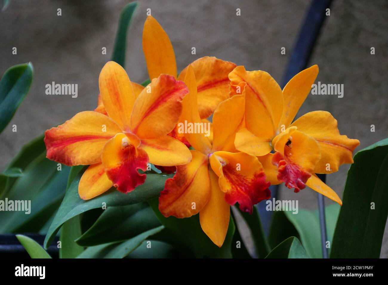 Beautiful and stunning orange and red color of cattleya orchid flowers Stock Photo