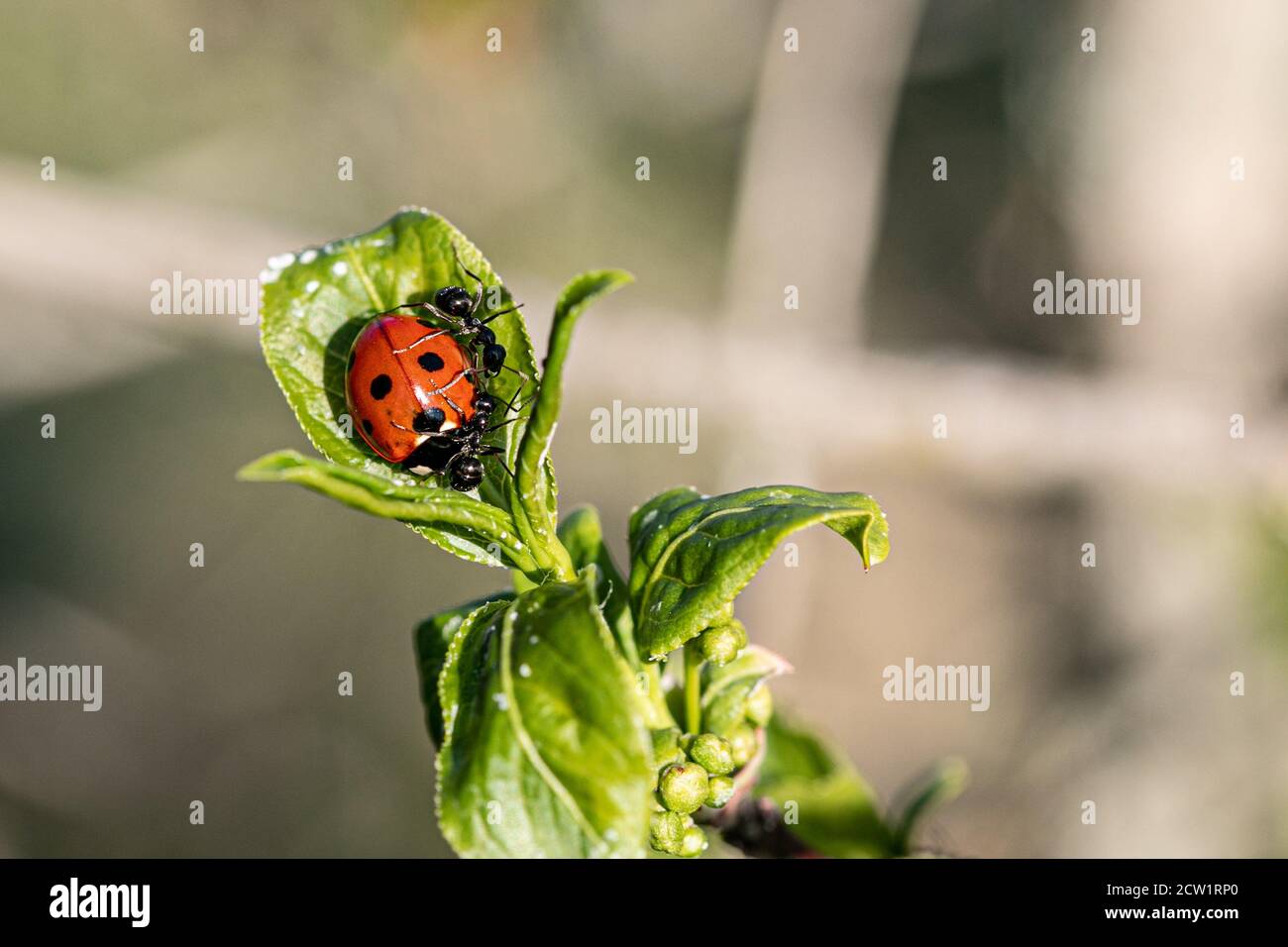 ladybug fighting with ants on green leafs Stock Photo