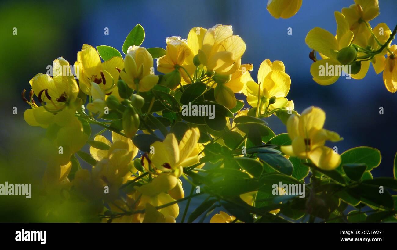 Closeup shot of a bunch of yellow cassia  flowers Stock Photo