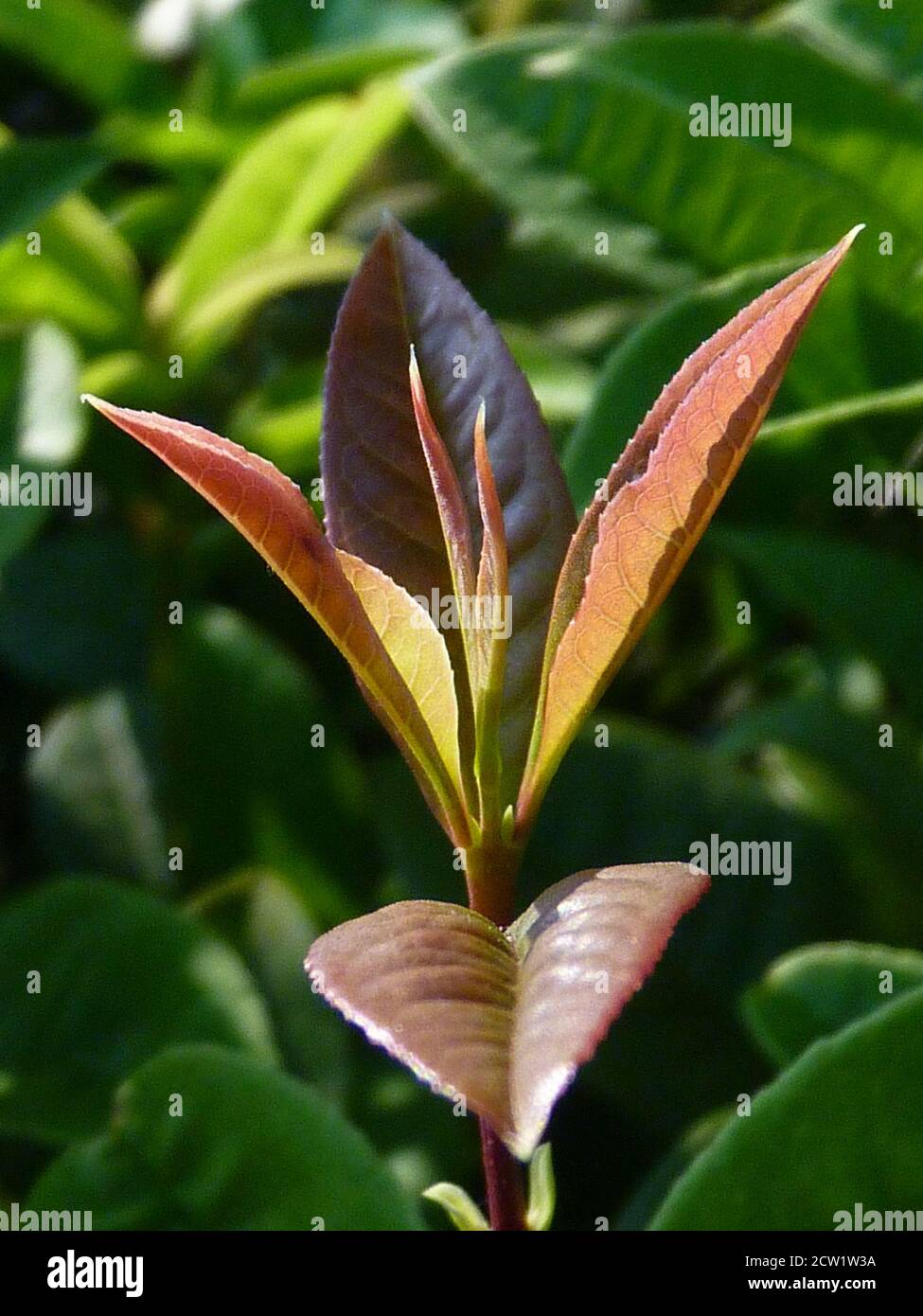 Vertical closeup shot of Alternanthera leaves Stock Photo
