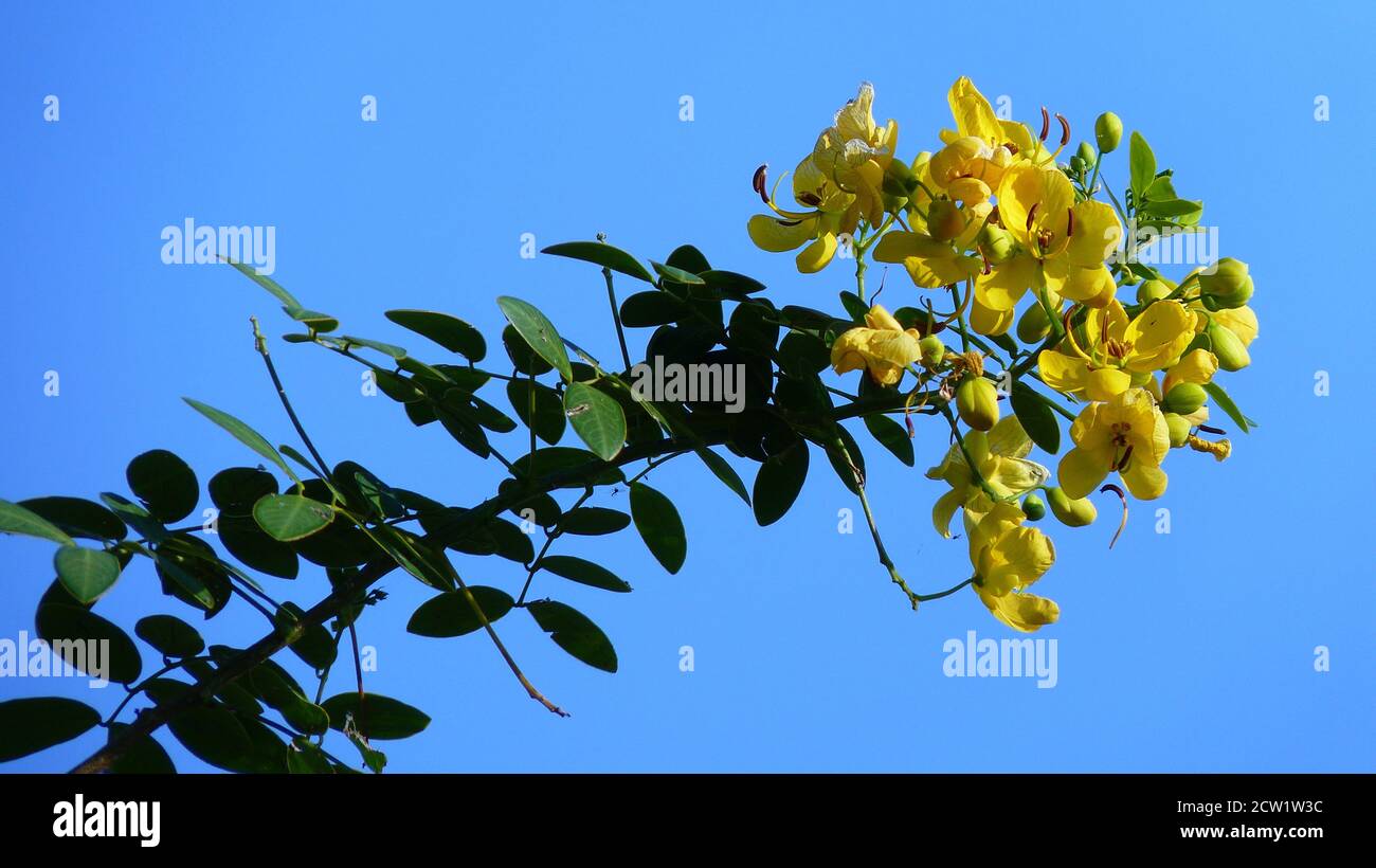 Closeup shot of a bunch of yellow cassia  flowers Stock Photo