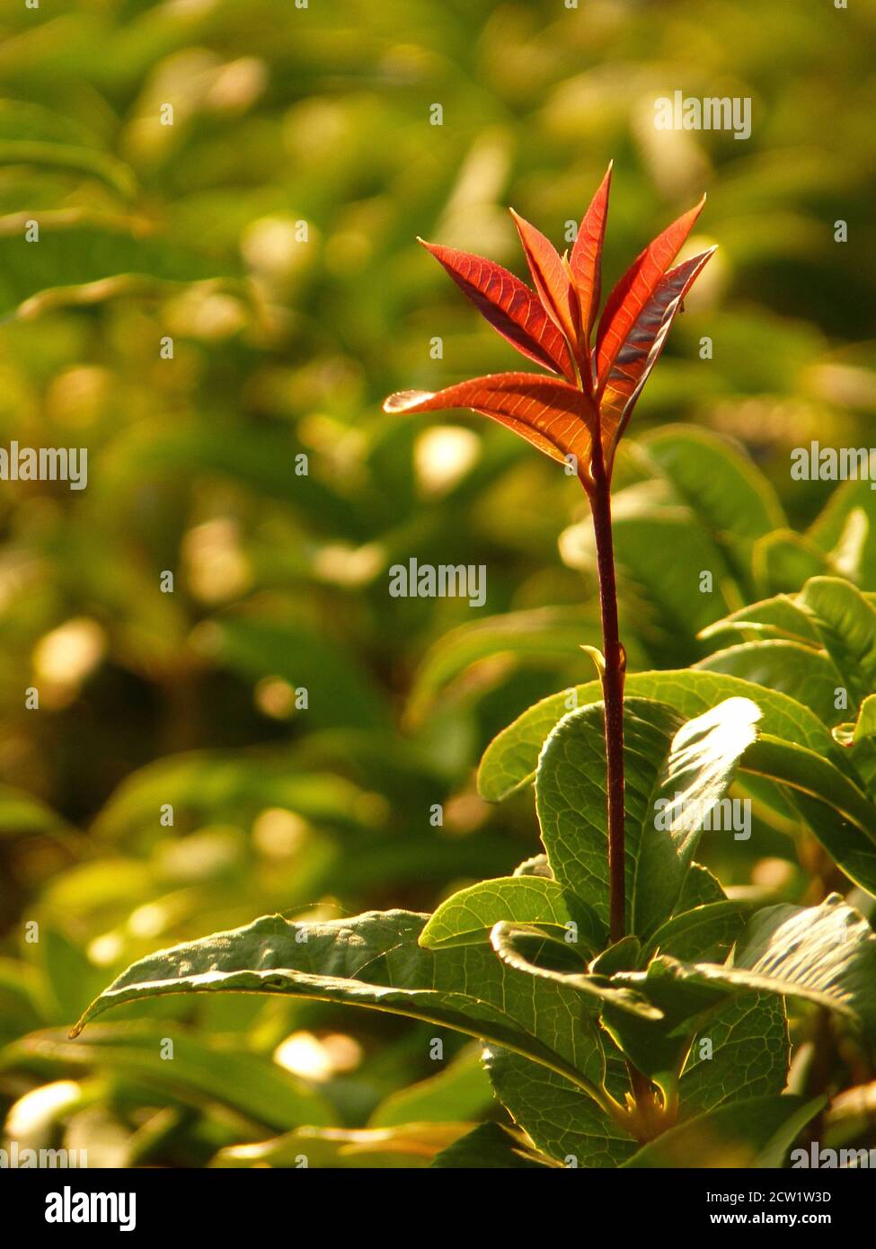 Vertical closeup shot of Alternanthera leaves Stock Photo