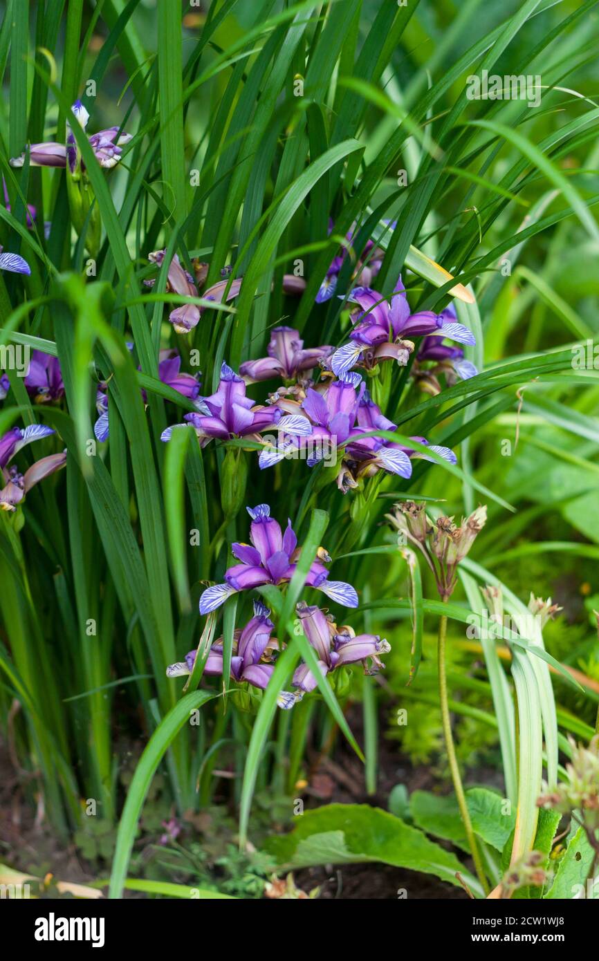 Grass-Leaved Flag Plum tart Iris graminea Stock Photo