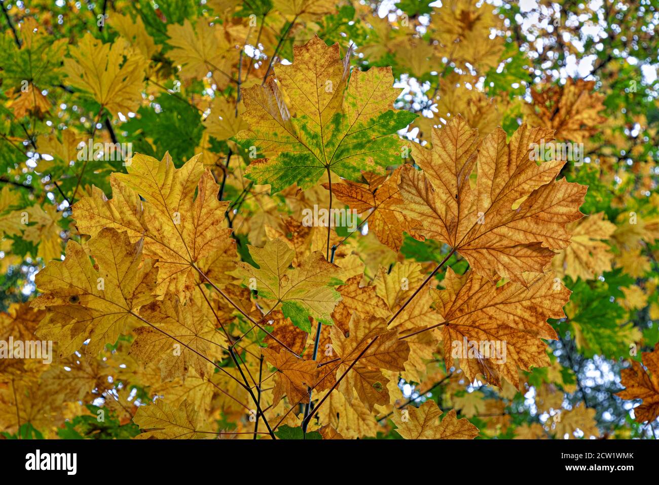 A cluster of big leaf maple leaves turning yellow in autumn on Salt Spring Island, British Columbia, Canada. Stock Photo