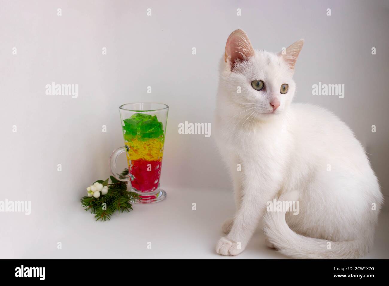 A white cat sits on a white background next to a glass of marmalade. Space for your text. Stock Photo