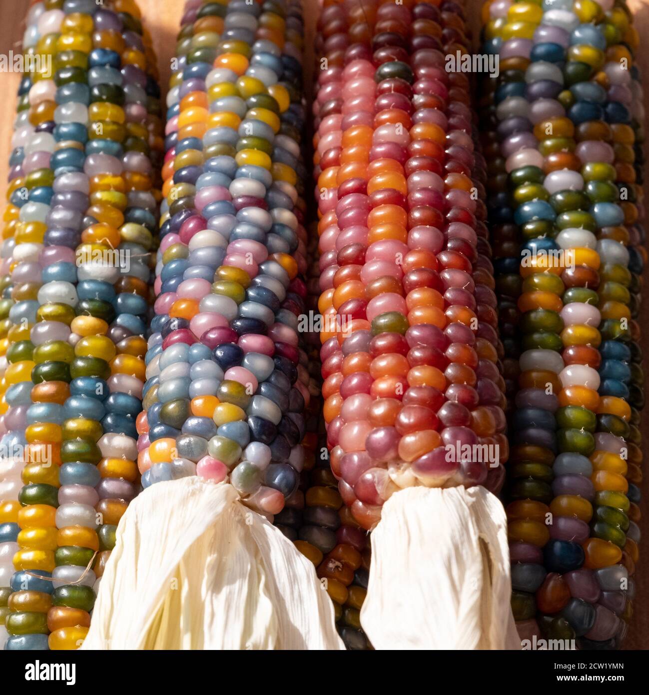 Glass gem corn hires stock photography and images Alamy