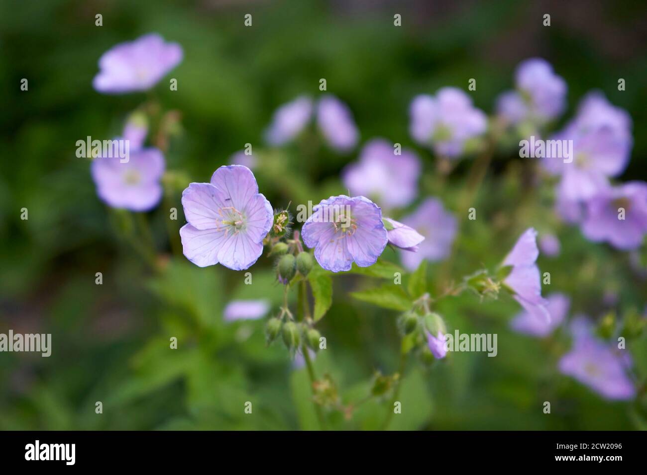 Purple wildflowers in garden Stock Photo - Alamy