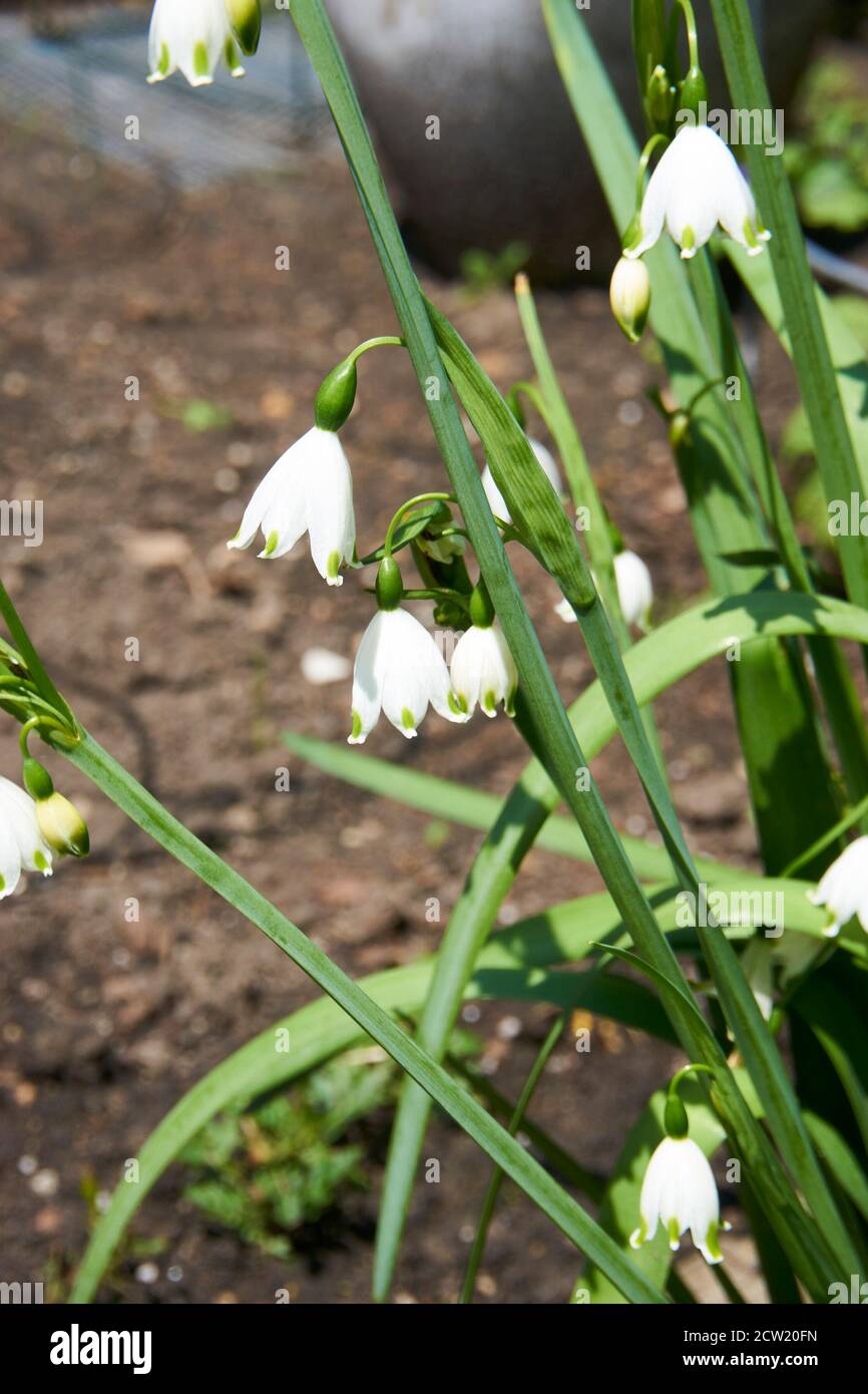 Leucojum, or snowflake flowers in garden. Stock Photo