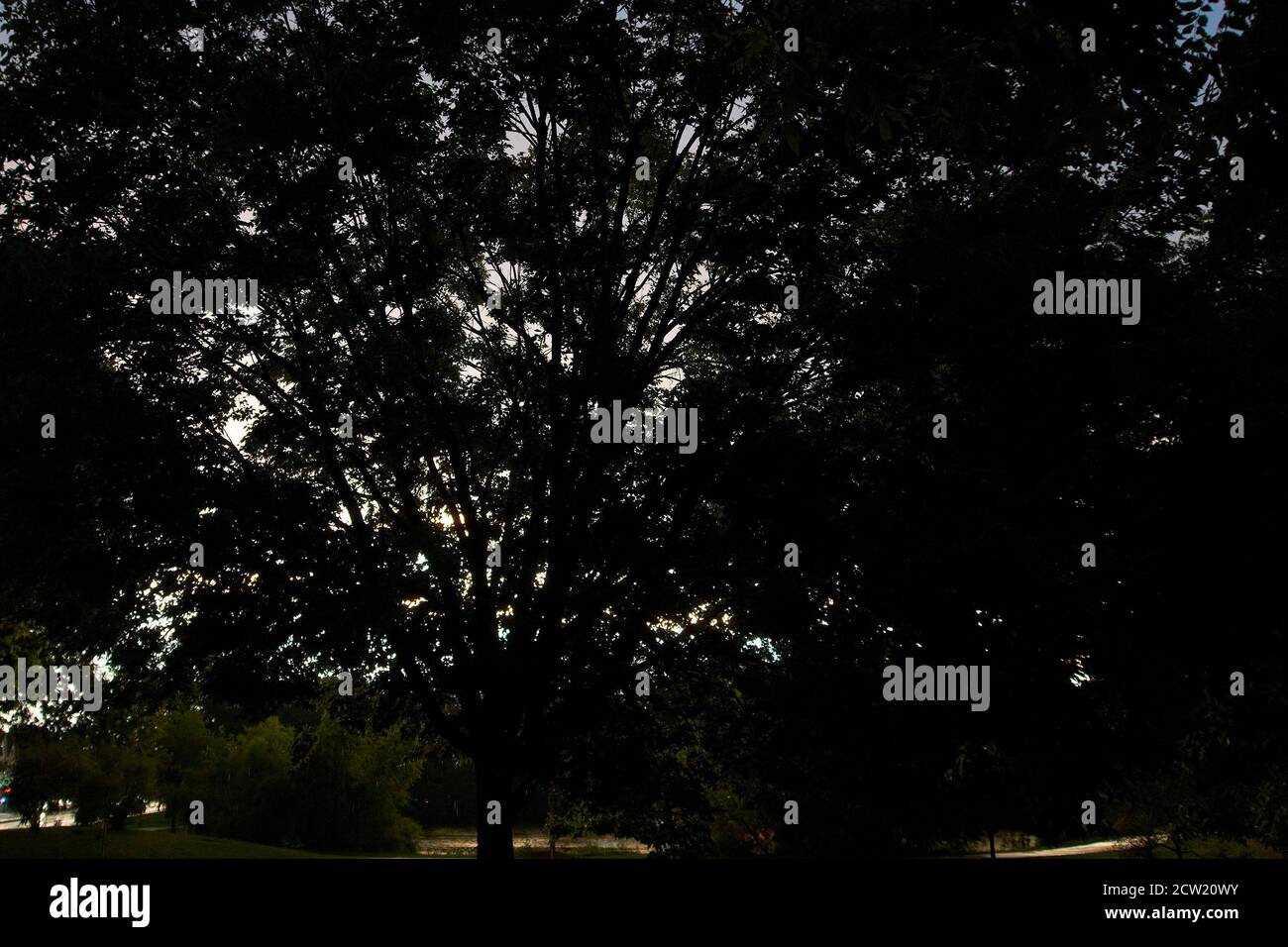 Shadowy tree canopy. Stock Photo