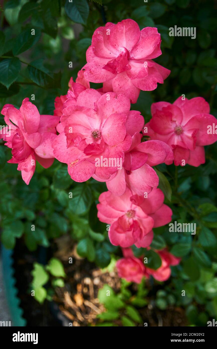 Dark to light pink roses hi-res stock photography and images - Alamy