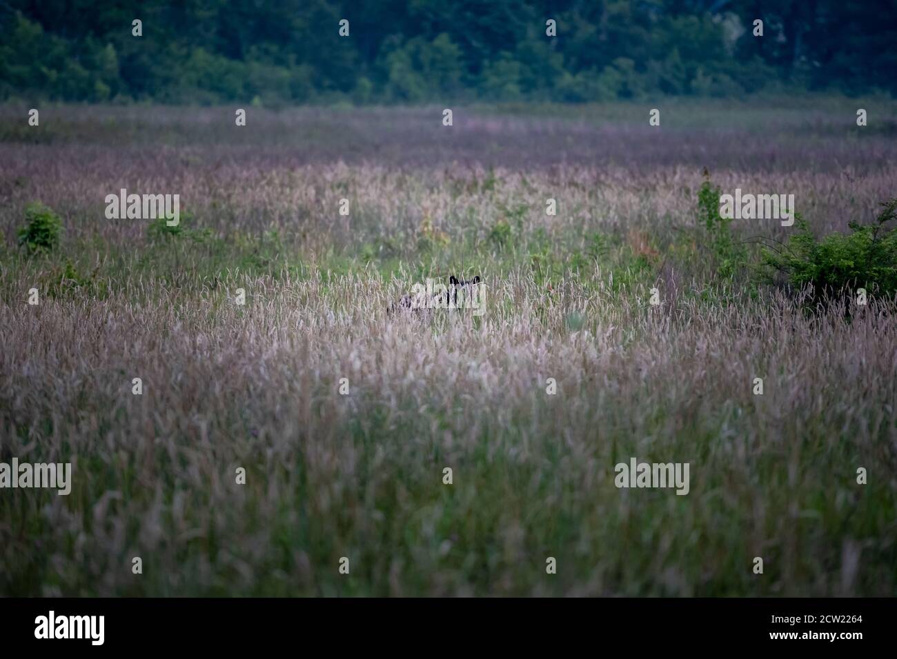 Bear Runs  in the Tall Weeds of Cades Cove Stock Photo