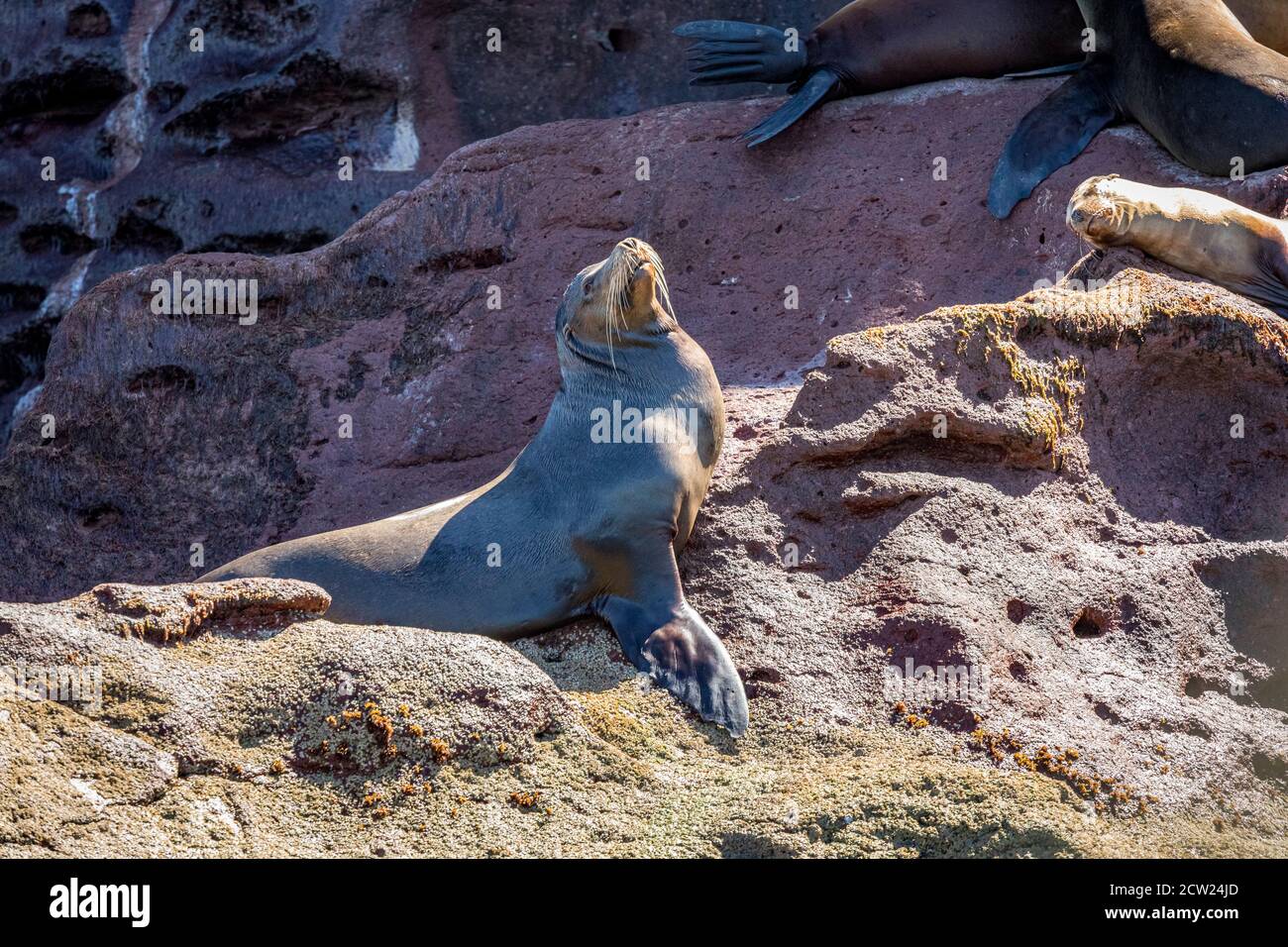 A colony of breeding California sea lions on Los Islotes in the sea of Cortez off of Baja California, Mexico. Stock Photo