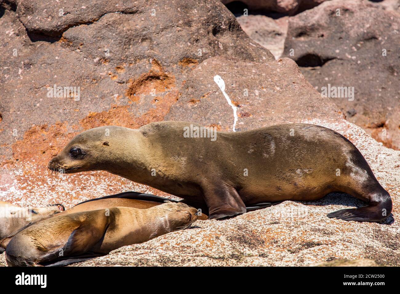 A colony of breeding California sea lions on Los Islotes in the sea of Cortez off of Baja California, Mexico. Stock Photo