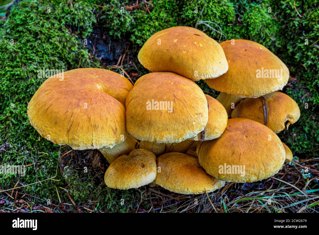 A cluster of wild mushrooms grow at the base of a dead tree stump on Salt Spring Island, British Columbia, Canada. Stock Photo