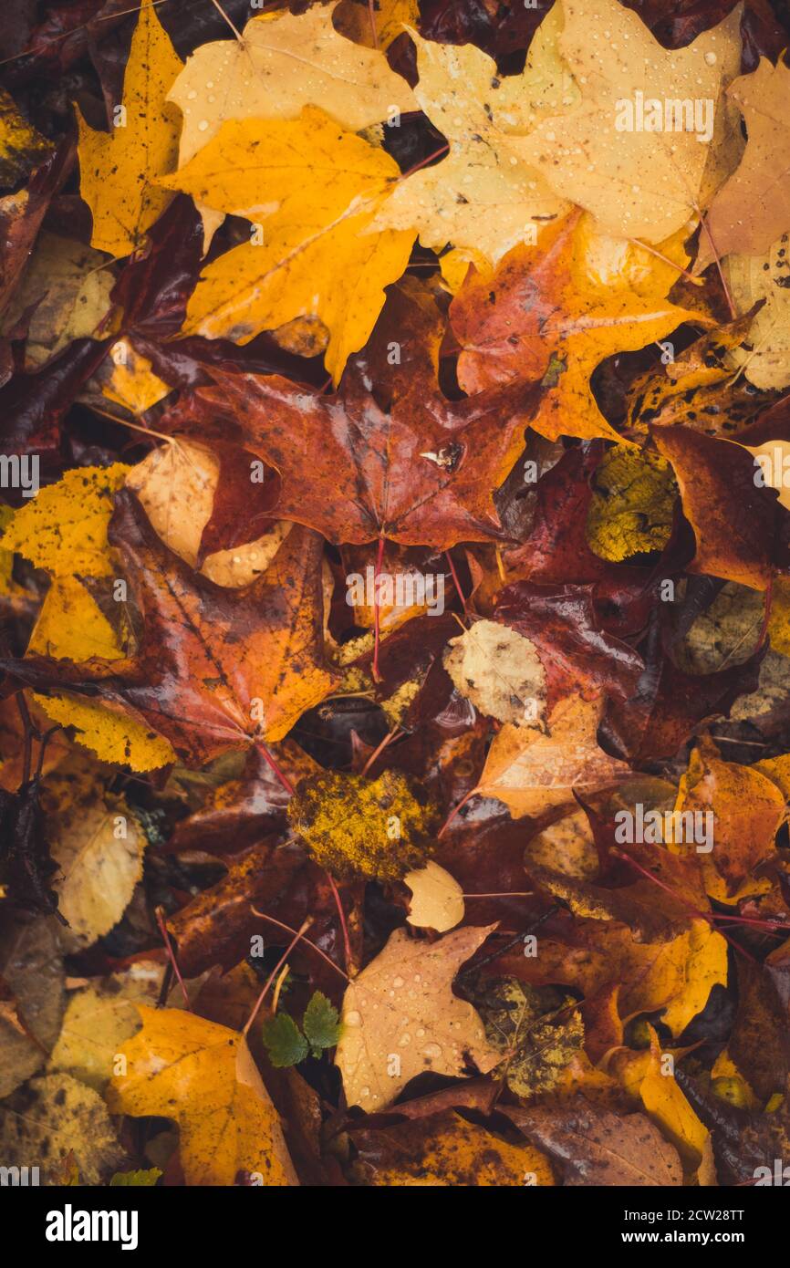 Colourful maple leaves hi-res stock photography and images - Alamy