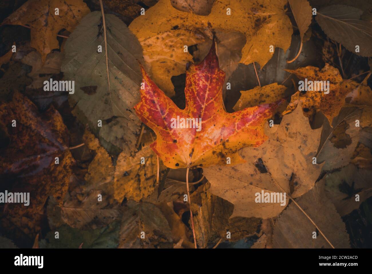 Colourful maple leaves on the forest floor in autumn Stock Photo