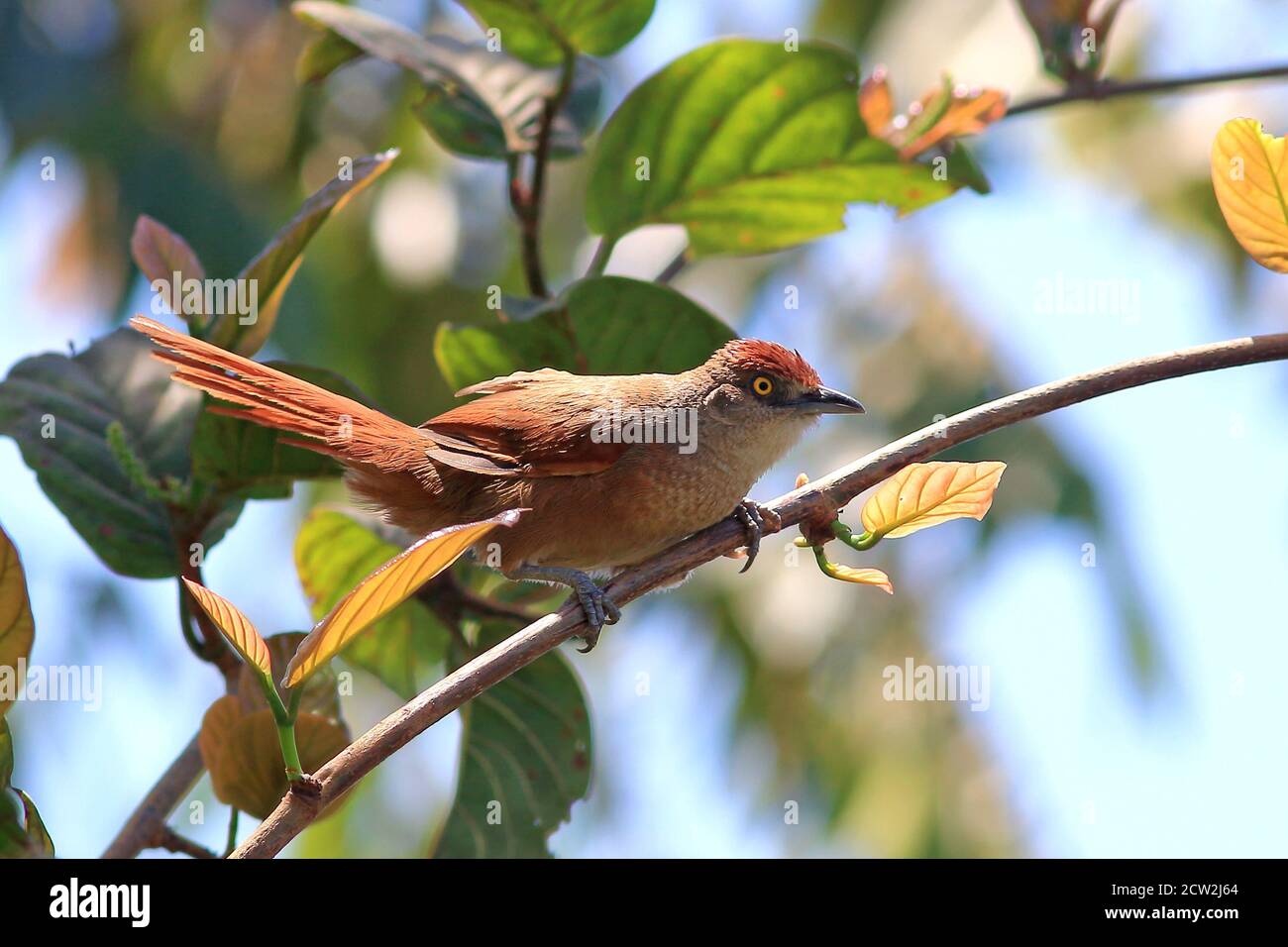 Greater Thornbird (Phacellodomus ruber) perched on a branch. São Desidério, cerrado, bahia Stock Photo