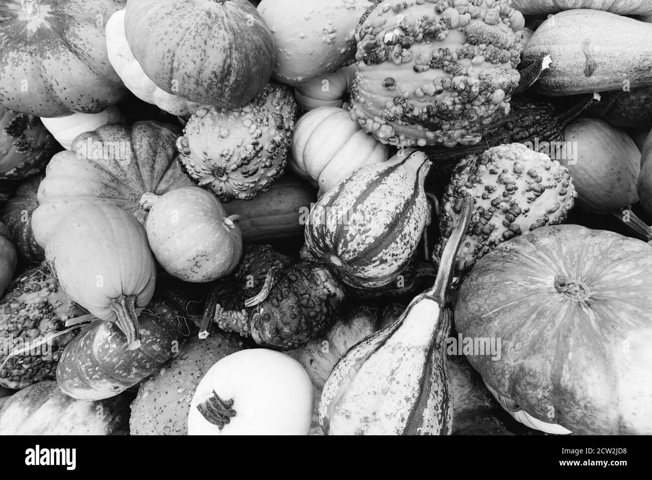 Pumpkin growing on vine Black and White Stock Photos & Images - Alamy