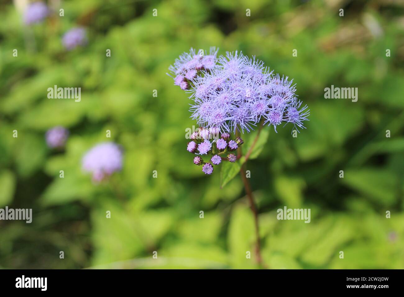 Mistflower along the North Branch Trail in Niles, Illinois Stock Photo