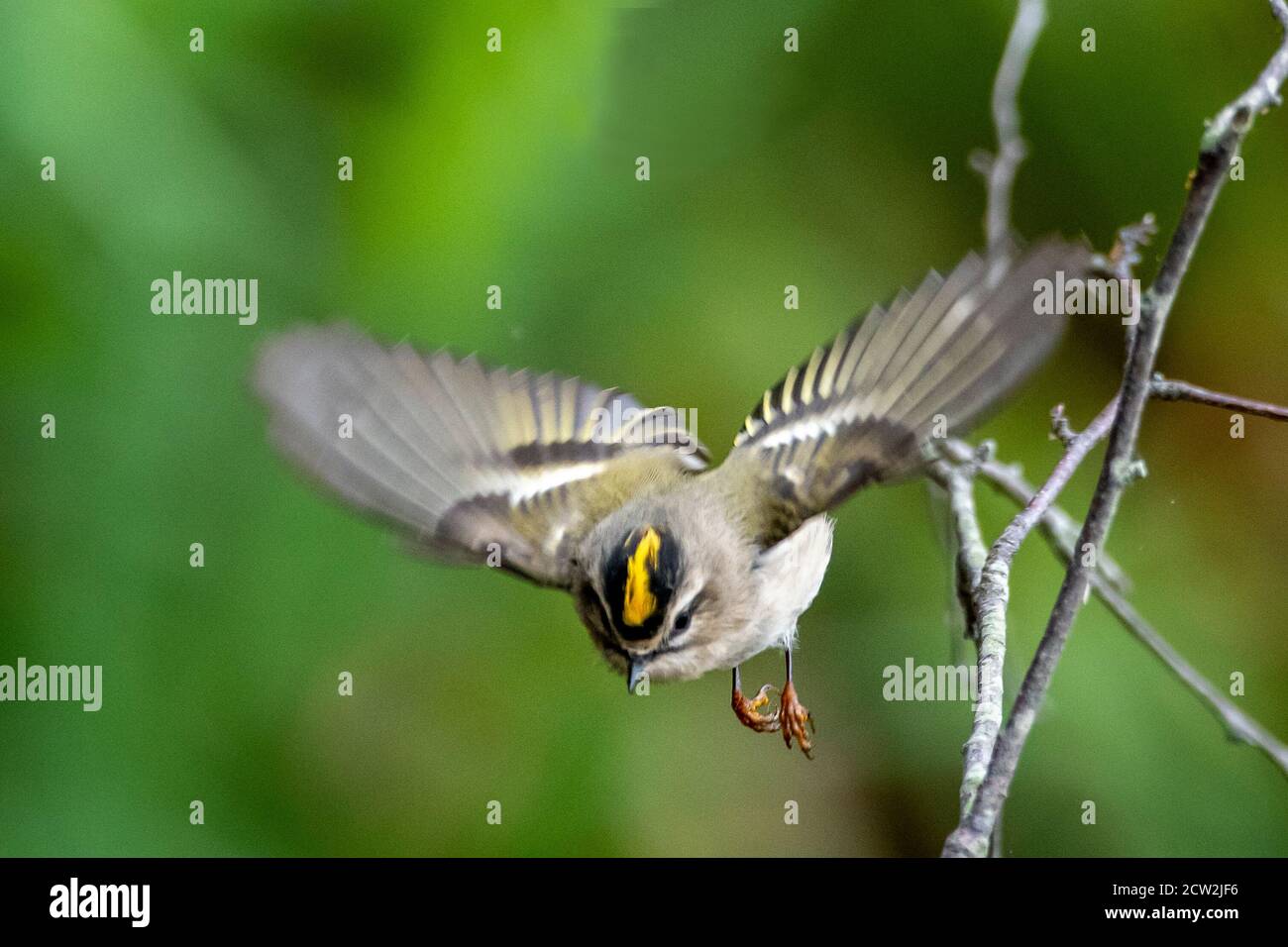 Kinglets bird songbird hi-res stock photography and images - Alamy