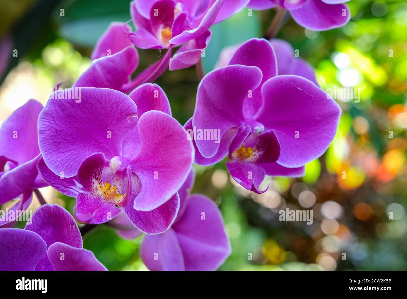 Phalaenopsis Orchid commonly known as the moth orchids, purple flowers Stock Photo